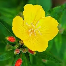 evening primrose evening primrose