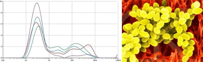 product-700-216 Advantages of HSF Borage Oil Powder
