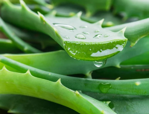 product-500-384 Aloe Vera Powder