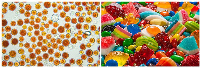 Astaxanthin under a microscope Astaxanthin under a microscope