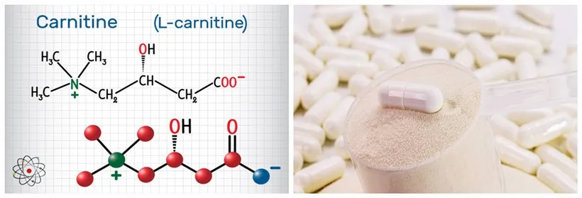 L-Carnitine Pure Powder