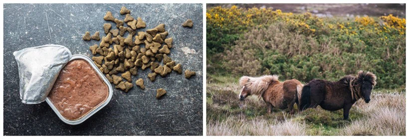 Biotin In Animals Biotin In Animals