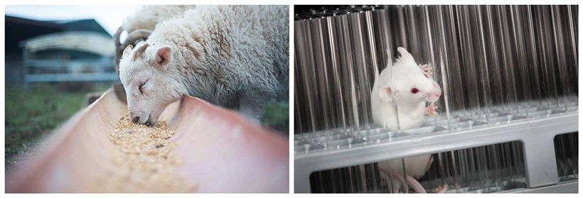 The Application Of Biotin The Application Of Biotin