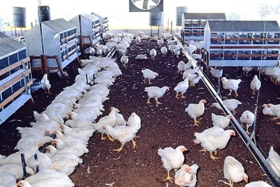 Chức năng sinh học của Lysine và ứng dụng của nó trong thức ăn chăn nuôi